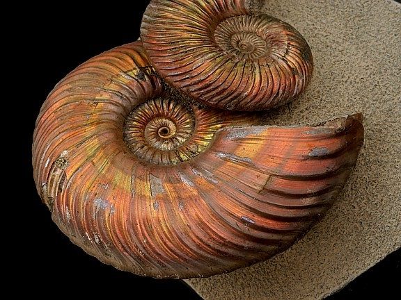 Морской аммонит. Наутилус окаменелость. Наутилус моллюск окаменелость. Головоногие моллюски окаменелости. Окаменелые моллюски аммониты.