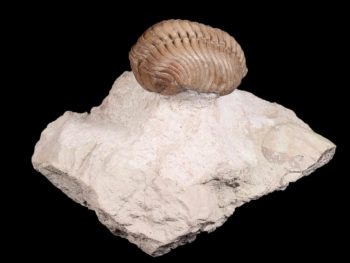 Pliomera fischeri (EICHWALD 1825)