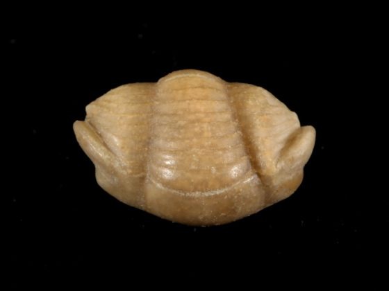 Symphysurus angustatus (Boeck