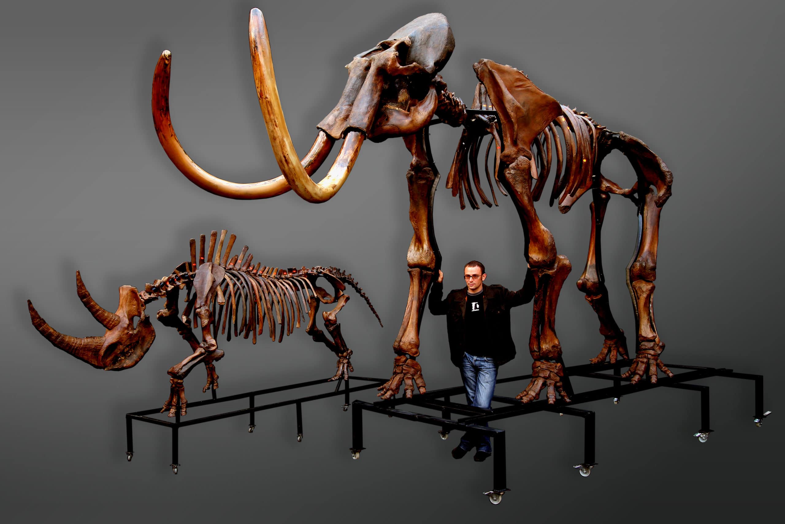 Мамонт рино. Mammuthus primigenius Skeleton. Мамонт Mammuthus primigenius. Woolly Mammoth Skeleton. Скелет шерстистого носорога.
