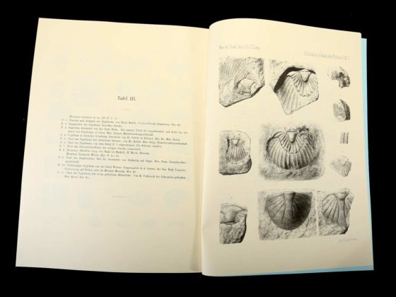 First publications about Russian Ordovician trilobites