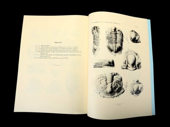 First publications about Russian Ordovician trilobites