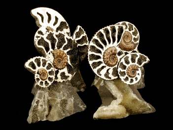 Russian Fossils For Sale