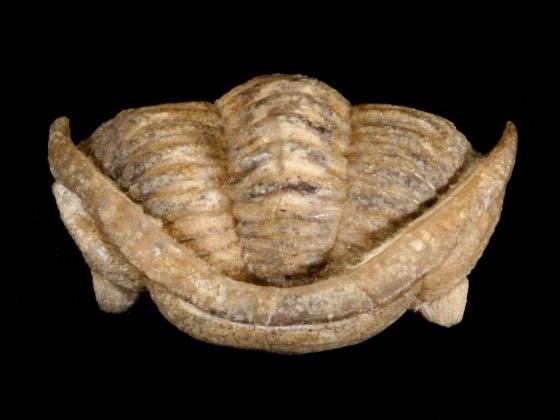 Toxochasmops cf. wesenbergensis (SCHMIDT 1881)