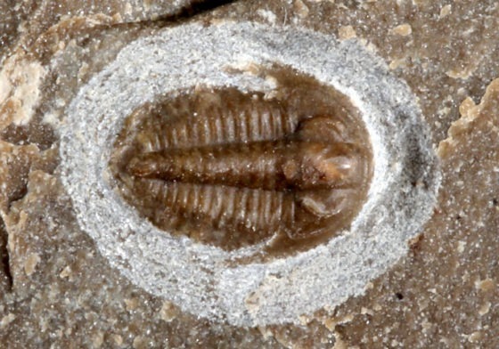 Irinia sp.