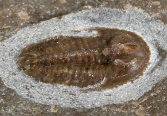 Irinia sp.