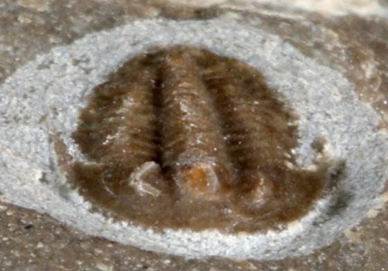 Irinia sp.