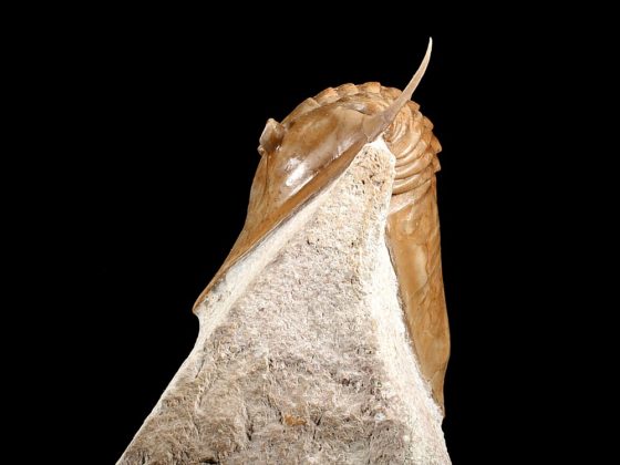 Megistaspidella triangularis (SCHMIDT 1906)