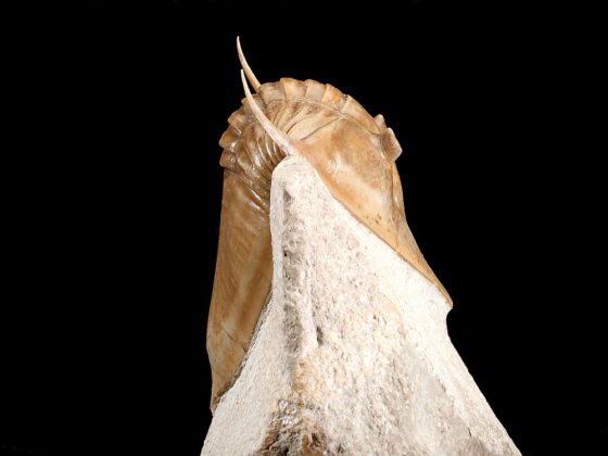 Megistaspidella triangularis (SCHMIDT 1906)