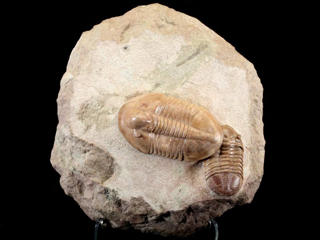 Rhinoferus gibbus (SCHMIDT 1898) & Asaphus lepidurus NIESZKOWSKI 1859