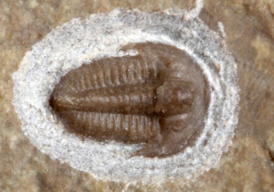 Michaspis sp.