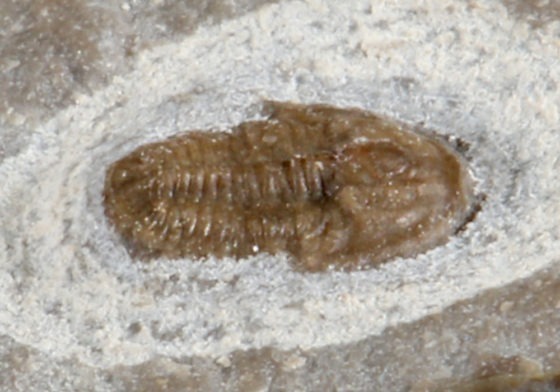 Michaspis sp.