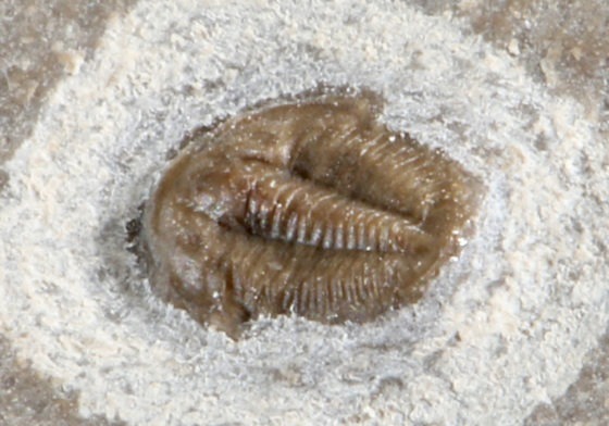 Michaspis sp.