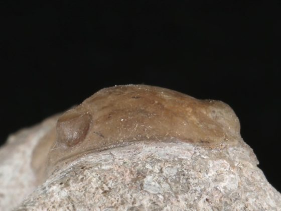 Nileus armadillo Dalman 1827