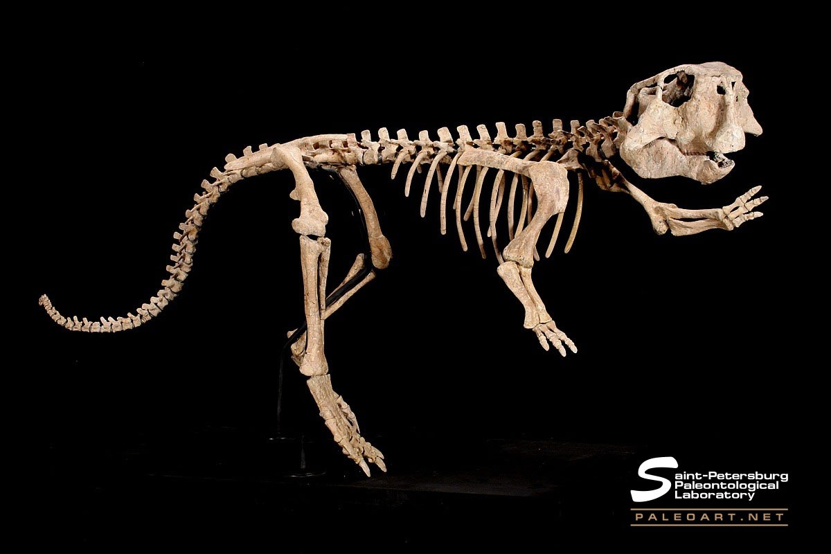 psittacosaurus skeleton