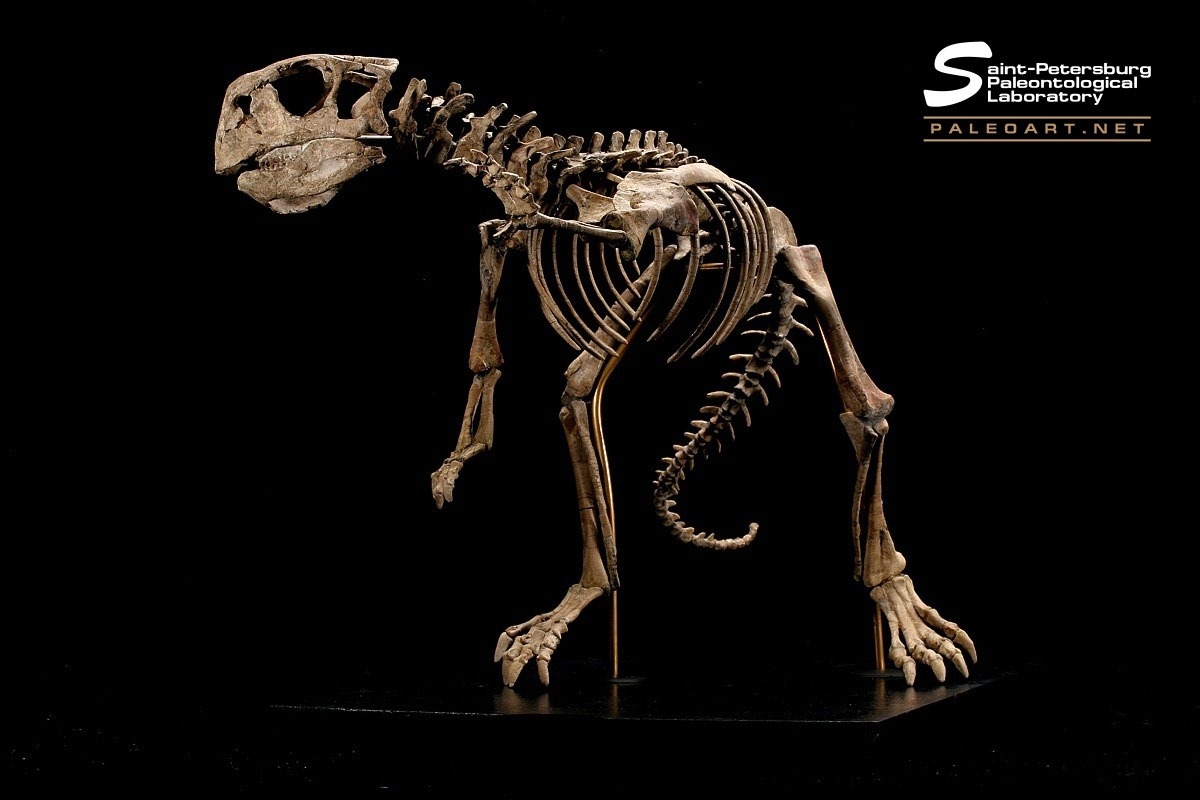 psittacosaurus skeleton for sale