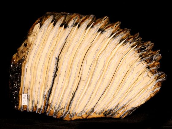 Russian Woolly Mammoth (Mammuthus primigenius) Fossil Tooth