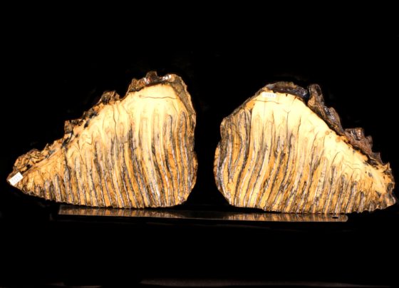 Russian Woolly Mammoth (Mammuthus primigenius) Fossil Tooth
