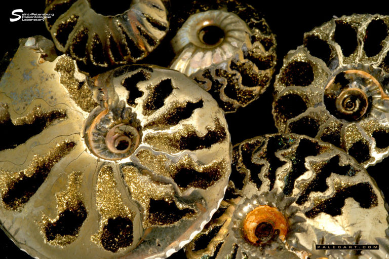 Quenstedtoceras (polished pyritized ammonites with removed edge of shell)