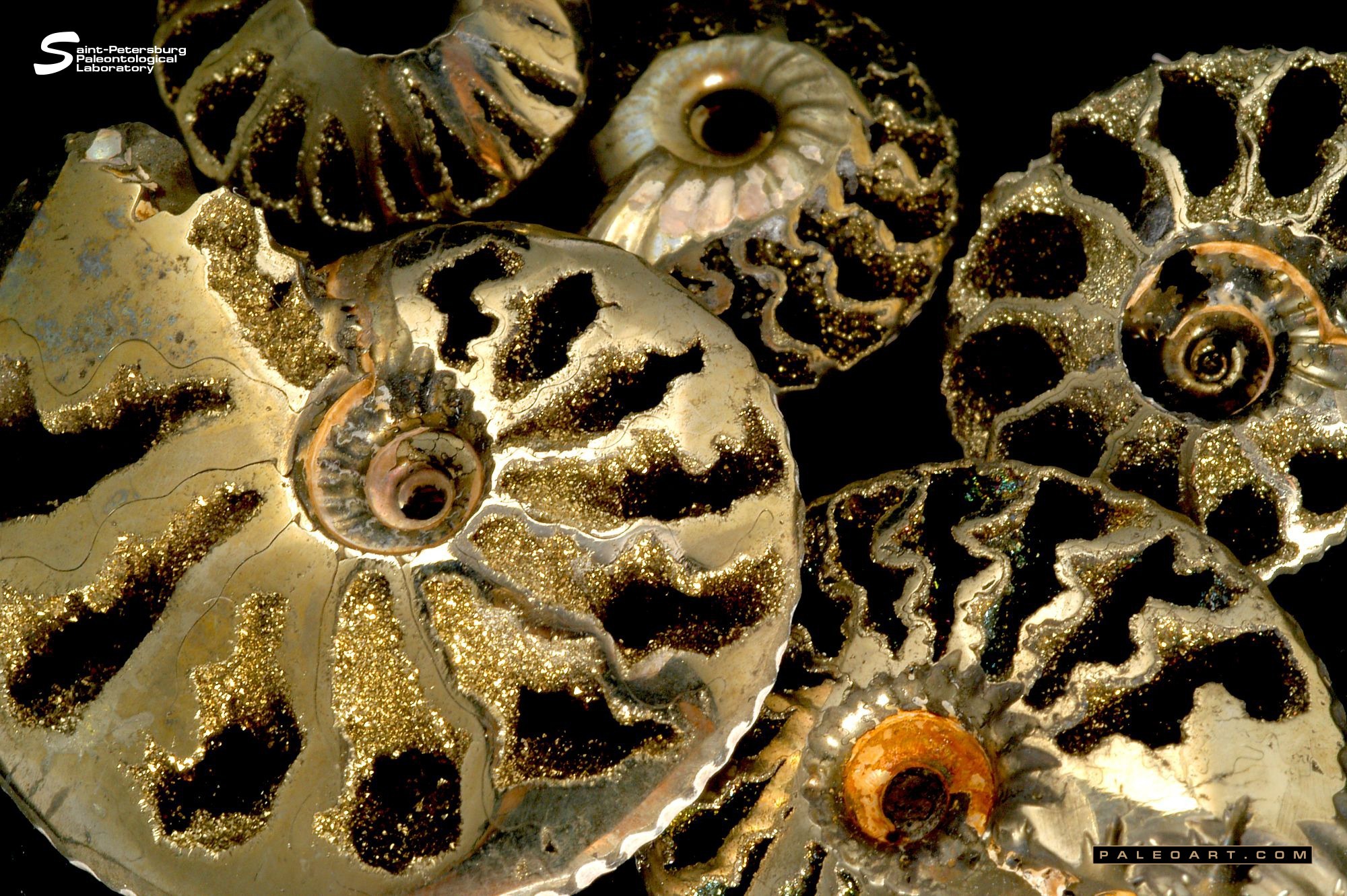Pyritized Shells Quenstedtoceras photos
