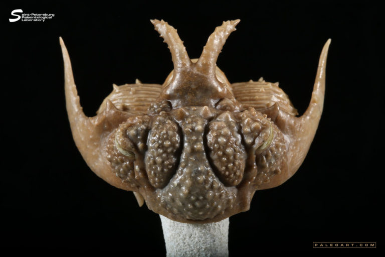 Hoplolichoides conicotuberculatus (Nieszkowskii 1859)