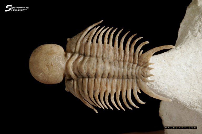 Sphaerocoryphe cranium (KUTORGA 1854)