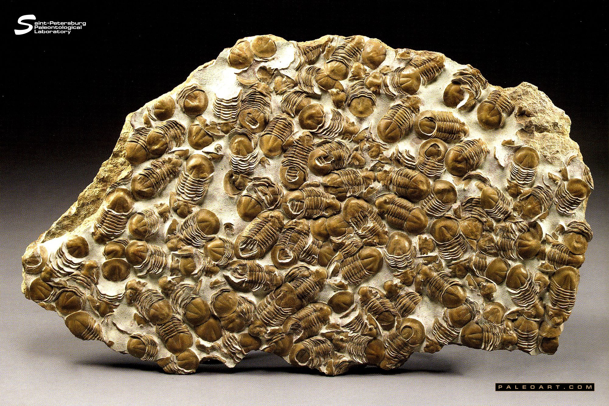 Xenasaphus devexus (EICHWALD 1840)