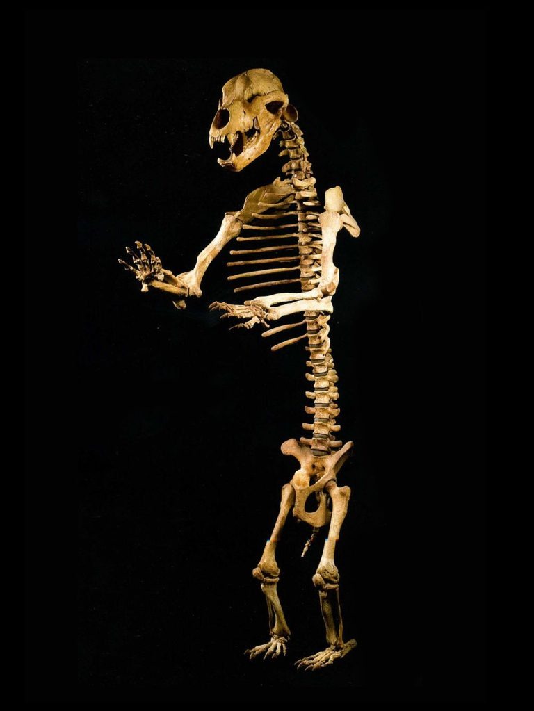 Cave bear skeleton (Ursus spelaeus)
