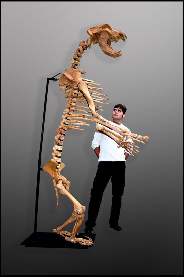 Cave bear skeleton (Ursus spelaeus)