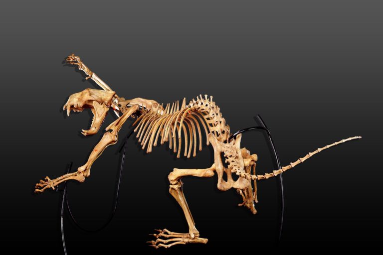 Cave lion skeleton (Panthera leo atrox)