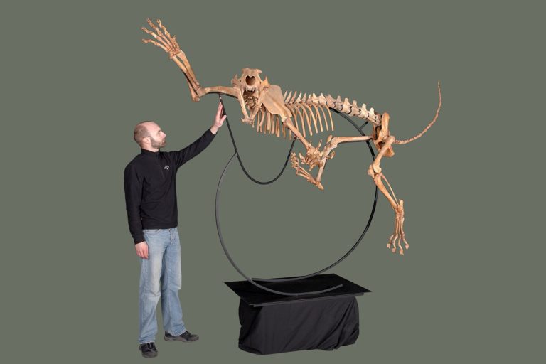 Cave lion skeleton (Panthera leo atrox)