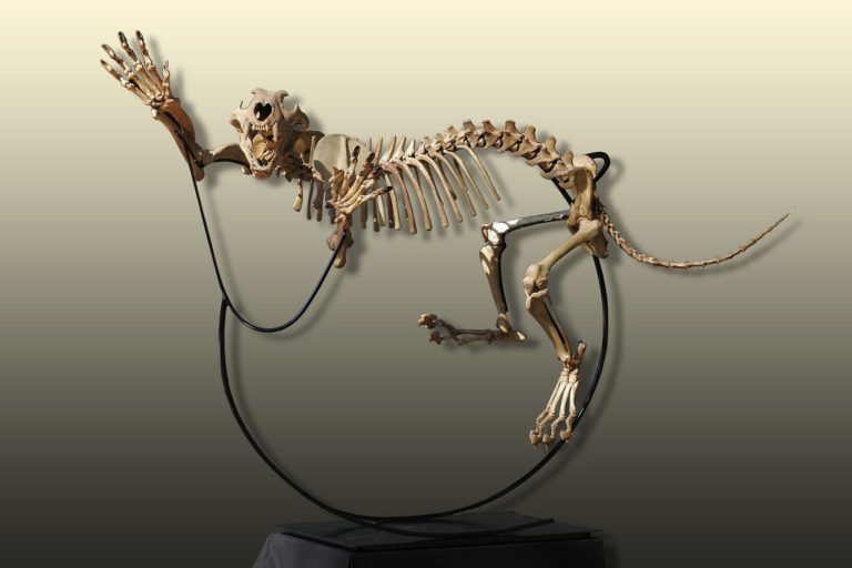 Cave lion skeleton (Panthera leo atrox)
