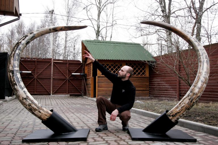 Pair of the huge Russian mammoth tusks (Mammuthus primigenius)
