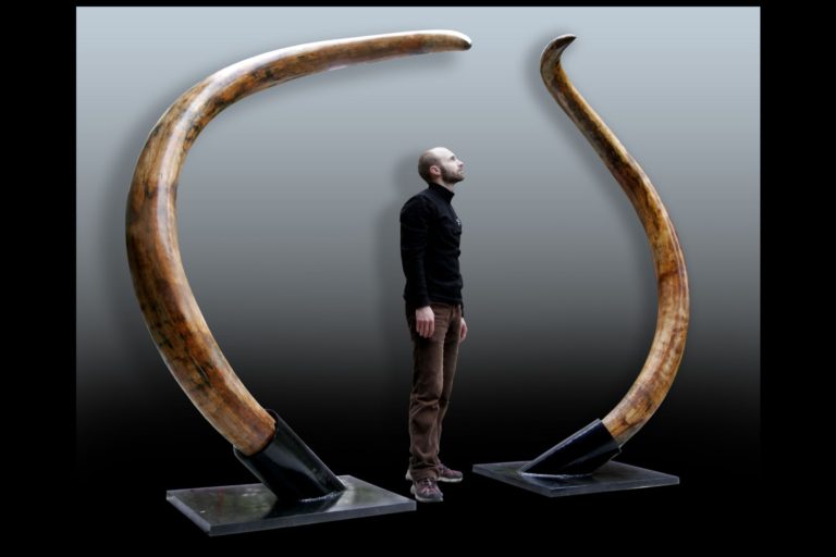 Pair of the huge Russian mammoth tusks (Mammuthus primigenius)