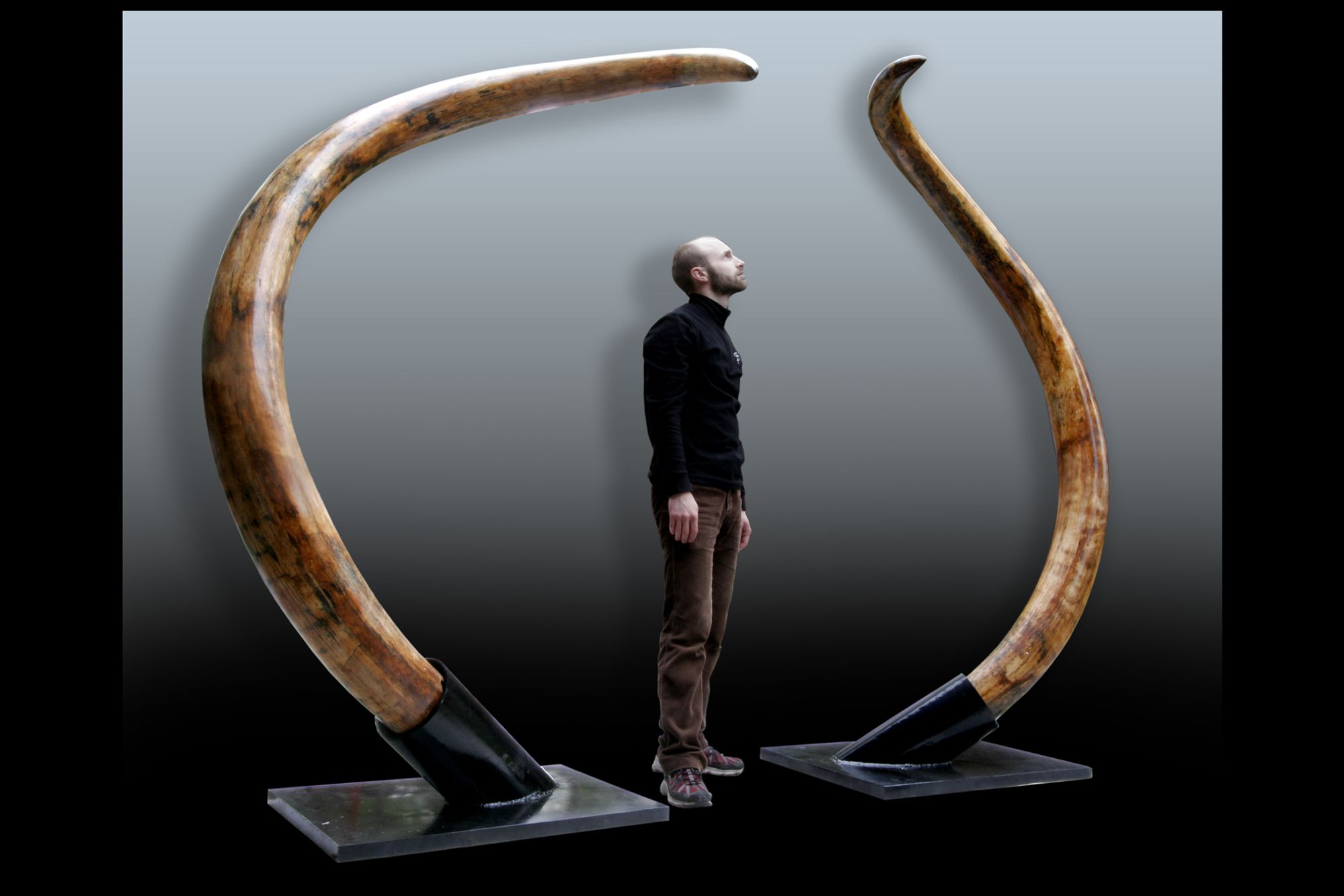 Pair of the huge Russian mammoth tusks (Mammuthus primigenius) photos