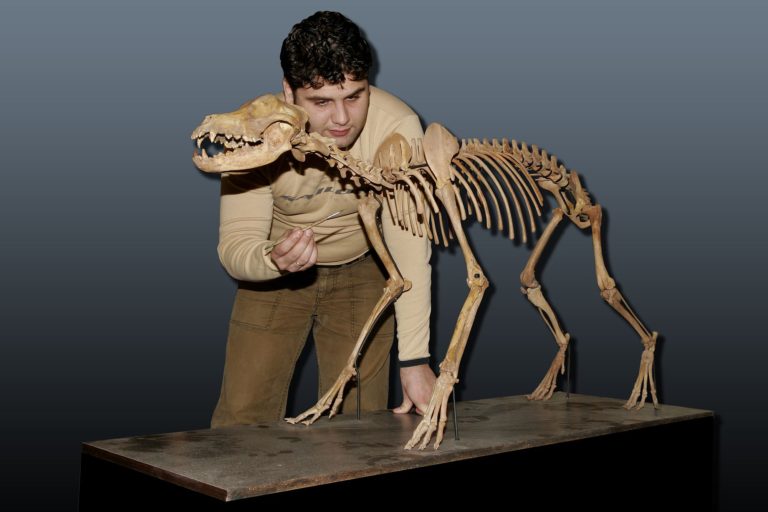 Russian Pleistocene wolf skeleton