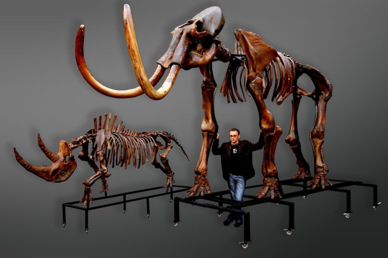 Russian woolly mammoth (Mammuthus primigenius) and woolly rhinoceros (Coelodonta antiquitatis) skeletons