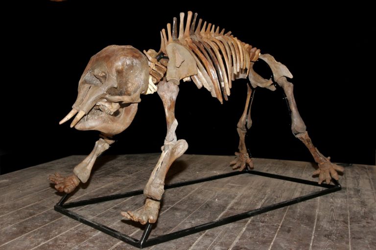 Russian woolly mammoth skeleton (Mammuthus primigenius) - juvenile form