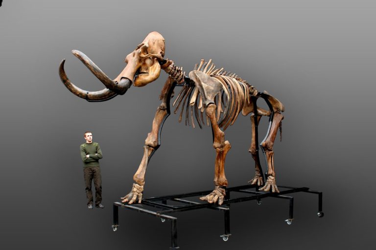 Russian woolly mammoth skeleton (Mammuthus primigenius)