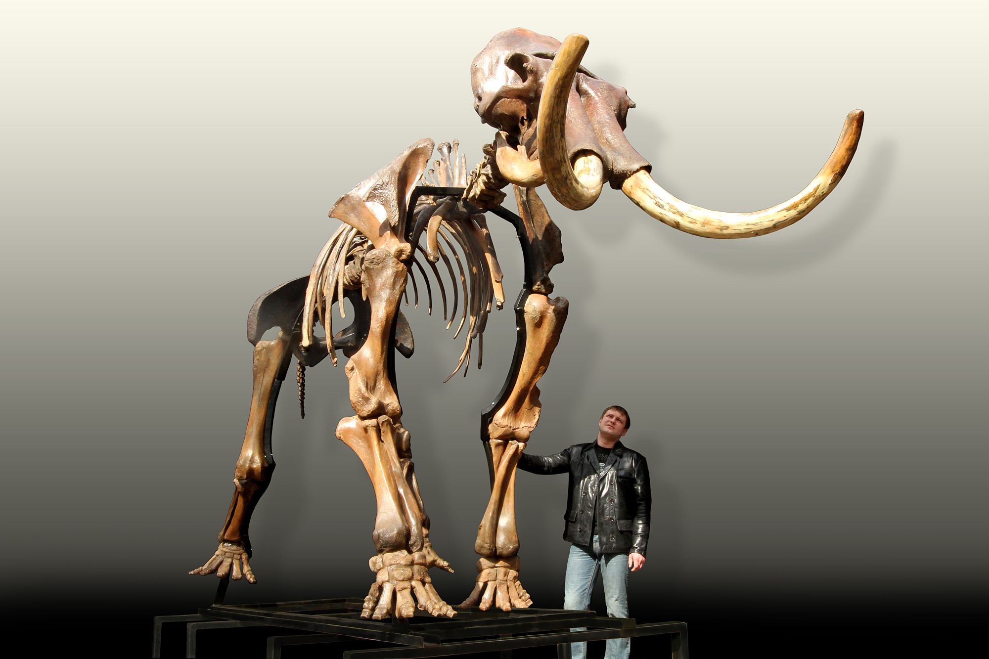 Russian woolly mammoth skeleton (Mammuthus primigenius) photos