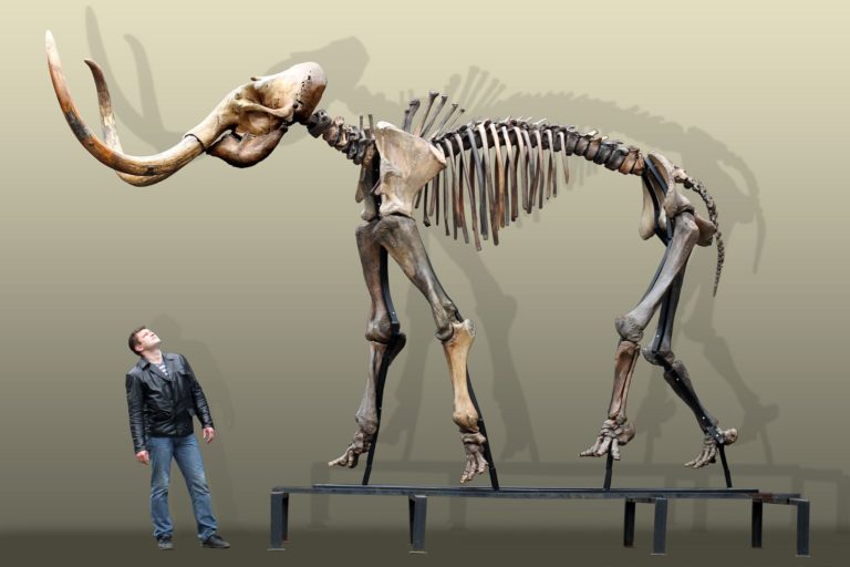 Russian woolly mammoth skeleton (Mammuthus primigenius)