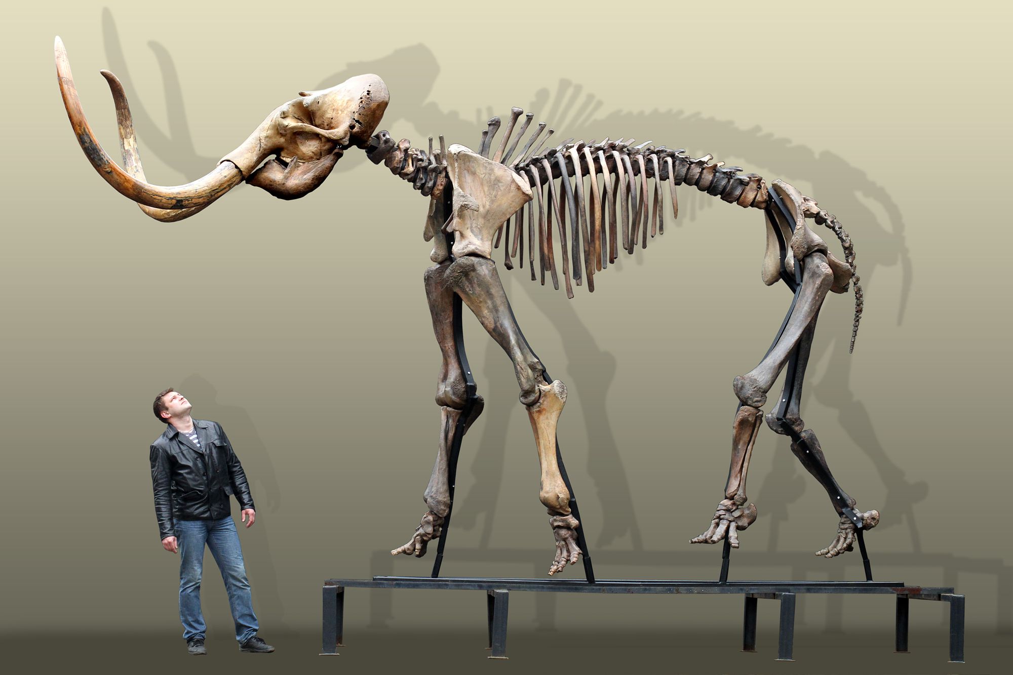 Russian woolly mammoth skeleton (Mammuthus primigenius) photos