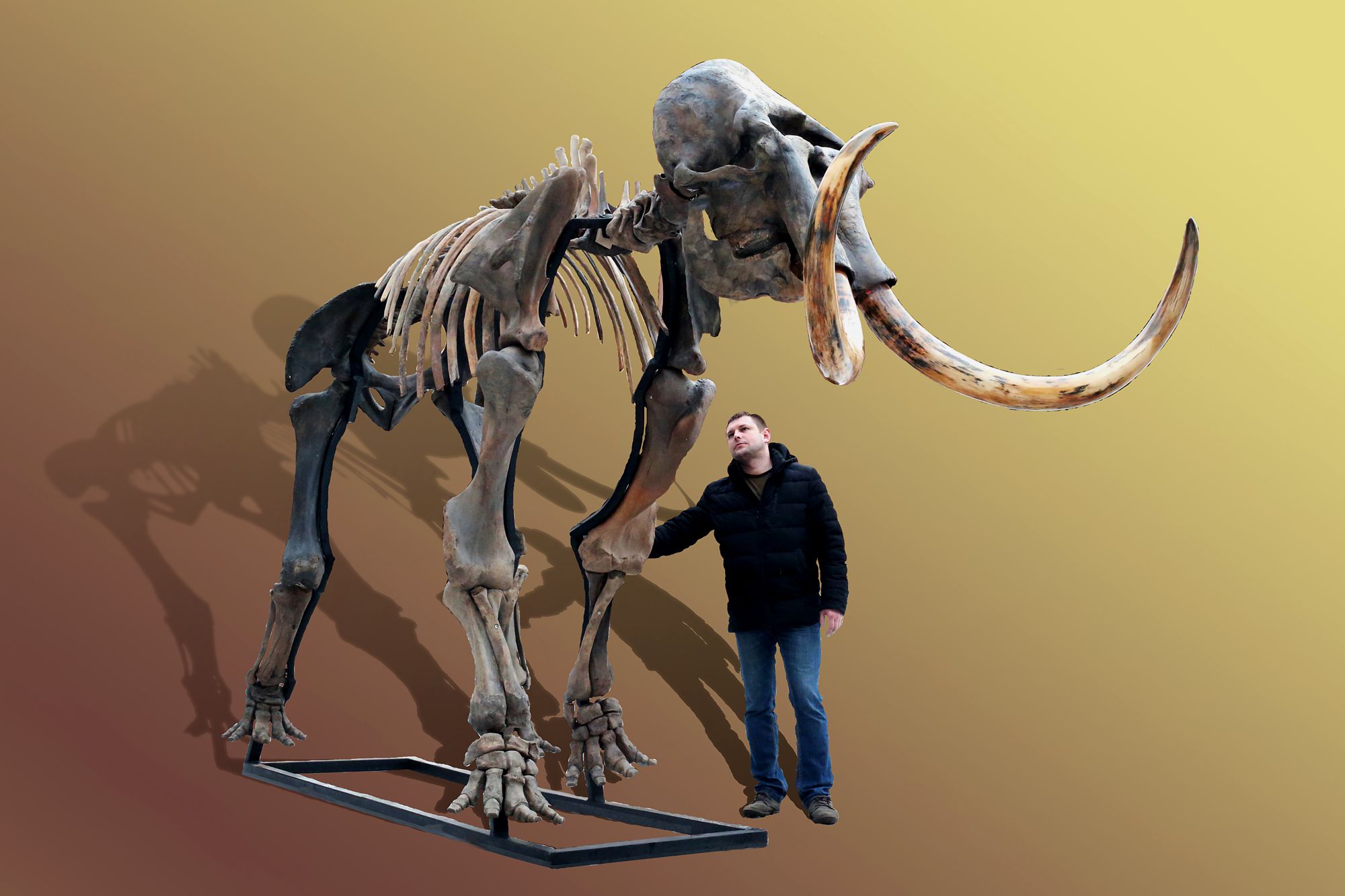 Russian woolly mammoth skeleton (Mammuthus primigenius) photos