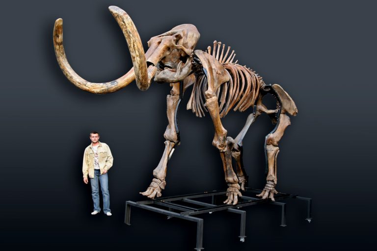 Russian woolly mammoth skeleton (Mammuthus primigenius)