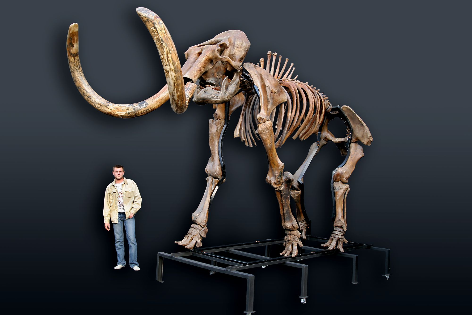 Russian woolly mammoth skeleton (Mammuthus primigenius) photos