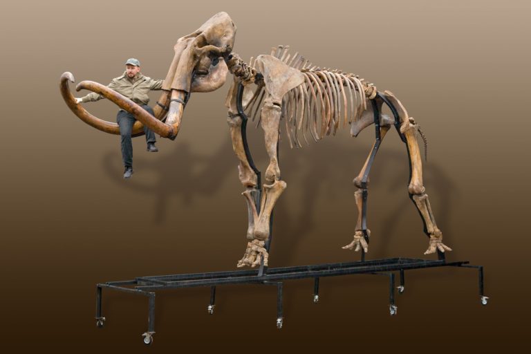 Russian woolly mammoth skeleton (Mammuthus primigenius) - one of the biggest in the world Russian mammoth skeleton