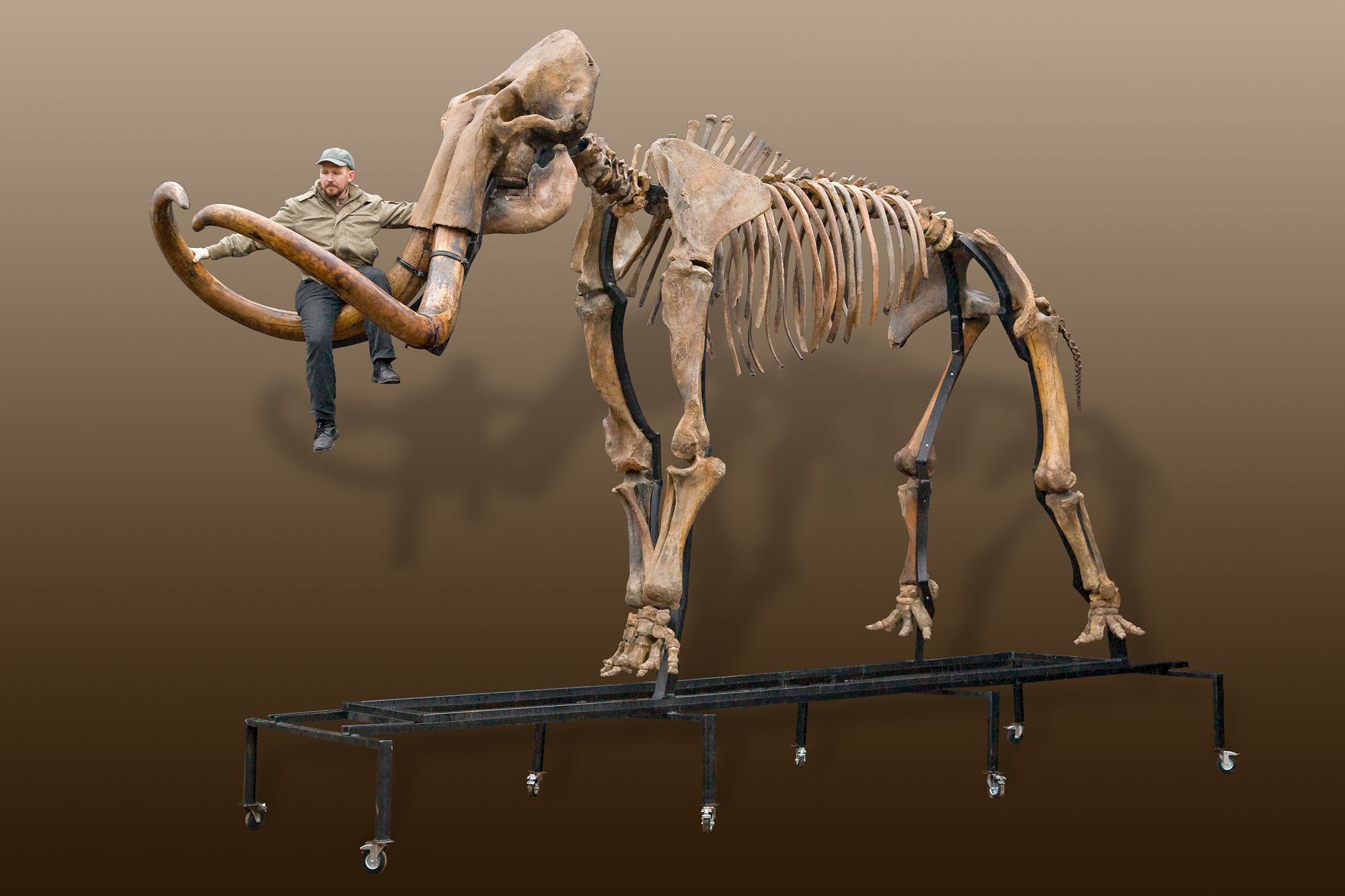 Кости слона. Скелет мамонта анатомия. Woolly Mammoth Skeleton. Кости мамонта скелет мамонта. Mammuthus primigenius skeletal.