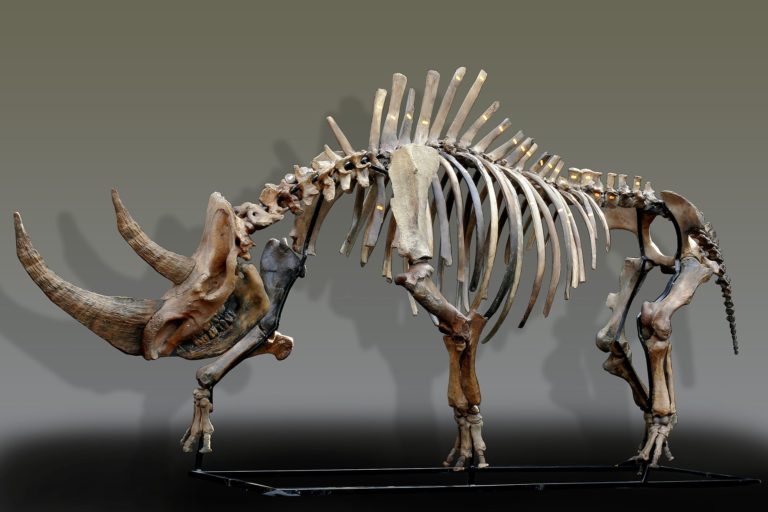 Russian woolly rhinoceros skeleton  (Coelodonta antiquitatis)