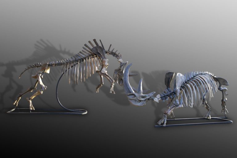 Couple of Russian woolly rhinoceros skeletons  (Coelodonta antiquitatis) in fighting position