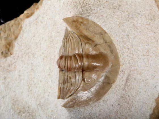 Eobronteus cf. laticauda (WAHLENBERG 1821)